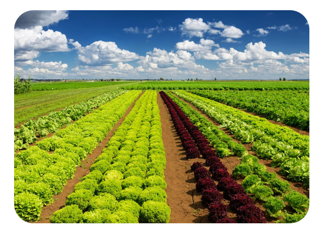 Avec Wavesoft, le grainier Girerd sème son offre on-line