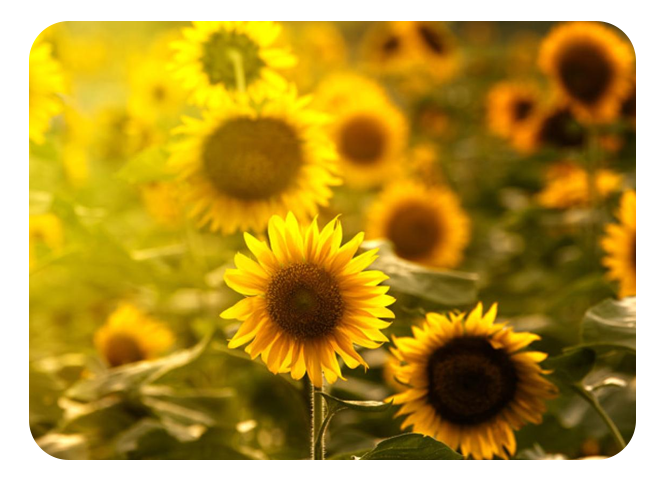 Terre Vivante choisit l'ERP modulaire Wavesoft pour adapter son informatique de gestion à son fort développement 